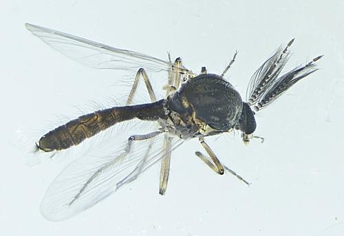 Réf. 299 841 : Dasyhelea sp.